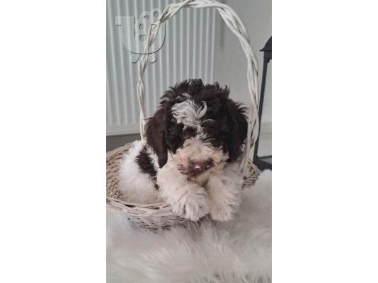 PoulaTo: Κουτάβια Lagotto Romagnolo